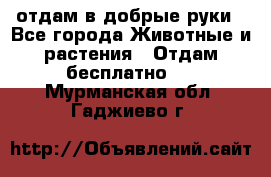 отдам в добрые руки - Все города Животные и растения » Отдам бесплатно   . Мурманская обл.,Гаджиево г.